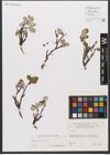 Foto von Salix reticulata L.